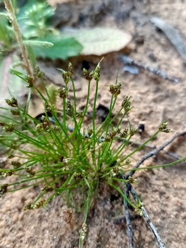 Isolepis australiensis