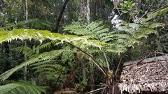 Cyatheales