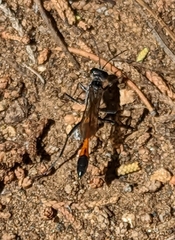 Ammophila
