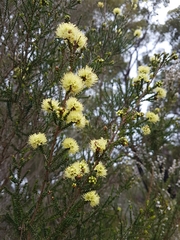 Kunzea sulphurea