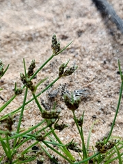 Isolepis australiensis