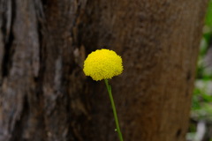 Craspedia variabilis