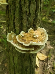 Daedaleopsis confragosa