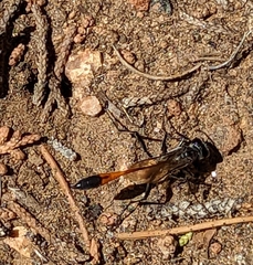Ammophila