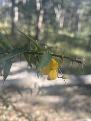 Podolobium aciculiferum