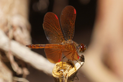 Perithemis domitia