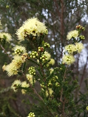Kunzea sulphurea