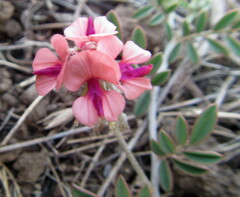 Indigofera alternans