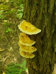 Daedaleopsis confragosa