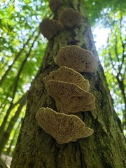 Daedaleopsis confragosa