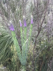 Comesperma