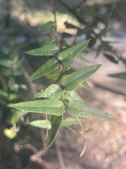 Podolobium aciculiferum