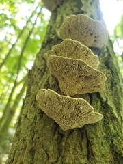 Daedaleopsis confragosa