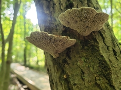 Daedaleopsis confragosa