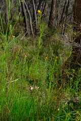Xerochrysum viscosum