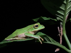 Zhangixalus prasinatus
