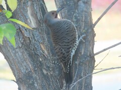 Colaptes auratus luteus