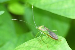 Homoeocerus graminis