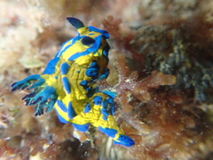 Tambja verconis
