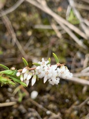 Leucopogon