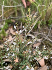 Leucopogon