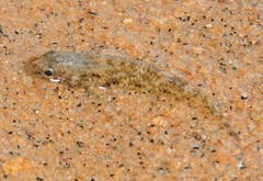 Glossogobius giuris