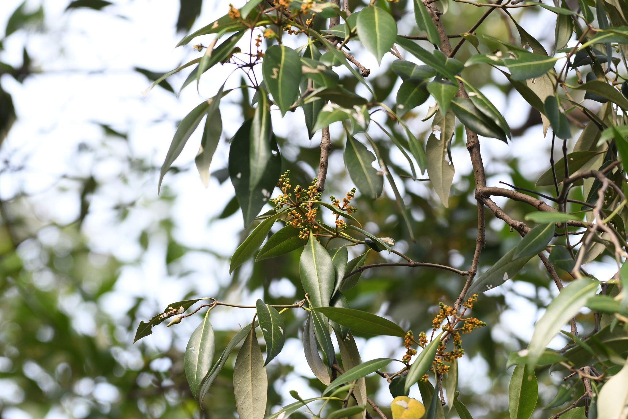 Avicennia alba Blume