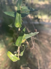 Podolobium aciculiferum