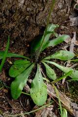 Craspedia variabilis