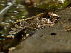 Clinocottus globiceps