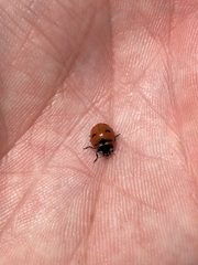 Coccinella transversoguttata