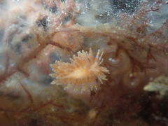Caldukia affinis