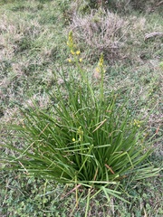 Bulbine semibarbata