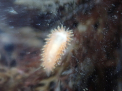 Caldukia affinis