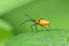 Plinachtus