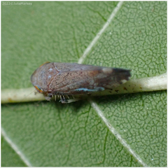 Fieberiella florii