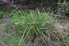 Dianella longifolia
