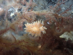 Caldukia affinis
