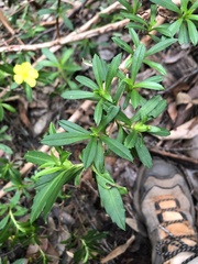 Hibbertia cuneiformis