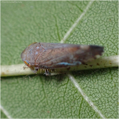 Fieberiella florii