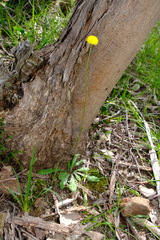 Craspedia variabilis