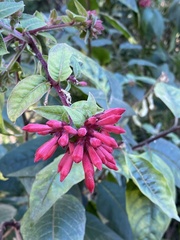Cestrum elegans