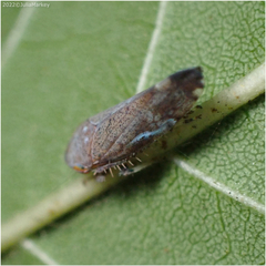 Fieberiella florii