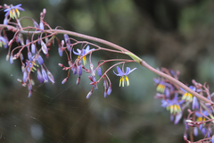 Dianella longifolia