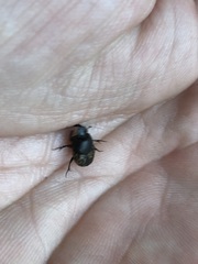 Onthophagus nuchicornis