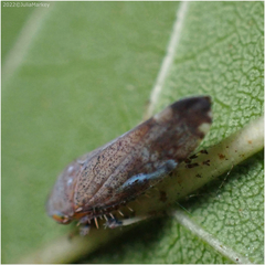 Fieberiella florii