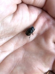 Onthophagus nuchicornis