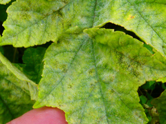 Erysiphe heraclei