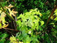 Erysiphe heraclei