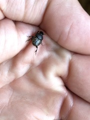 Onthophagus nuchicornis